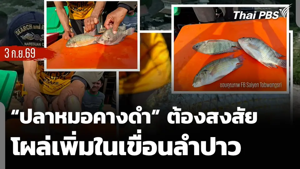 “ปลาหมอคางดำ” ต้องสงสัย โผล่เพิ่มในเขื่อนลำปาว