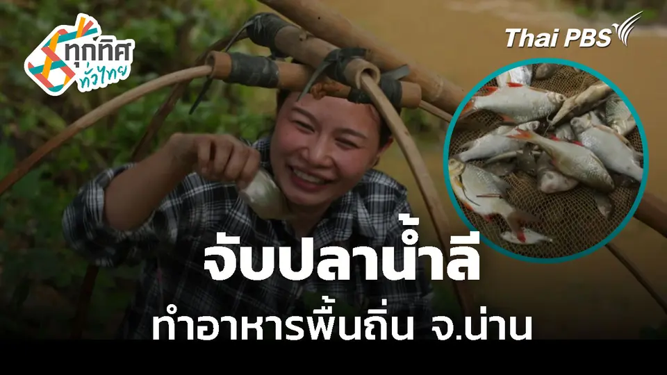 จับปลาน้ำลี ทำอาหารพื้นถิ่น จ.น่าน 