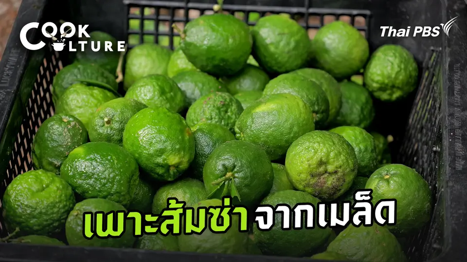 เพาะส้มซ่าจากเมล็ด