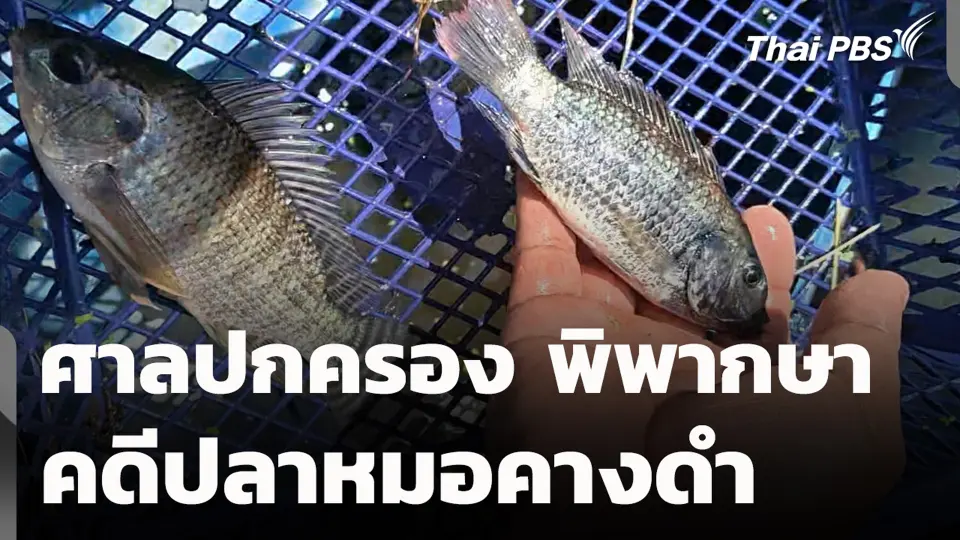 ศาลปกครอง พิพากษาคดีปลาหมอคางดำ