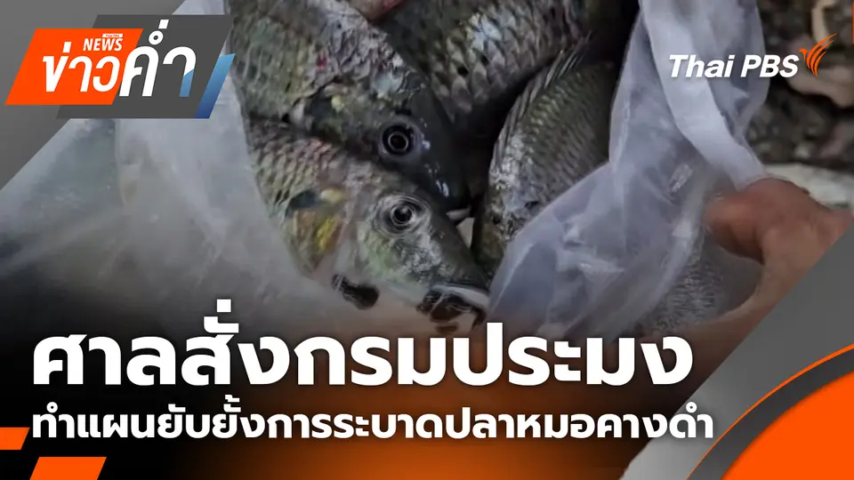 ศาลสั่งกรมประมง ทำแผนยับยั้งการระบาดปลาหมอคางดำ