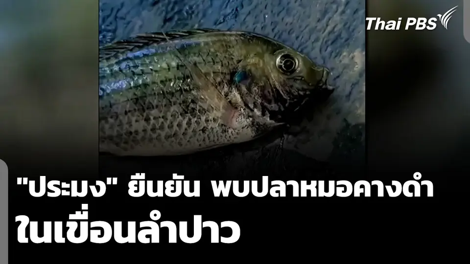 "ประมง" ยืนยัน พบปลาหมอคางดำในเขื่อนลำปาว