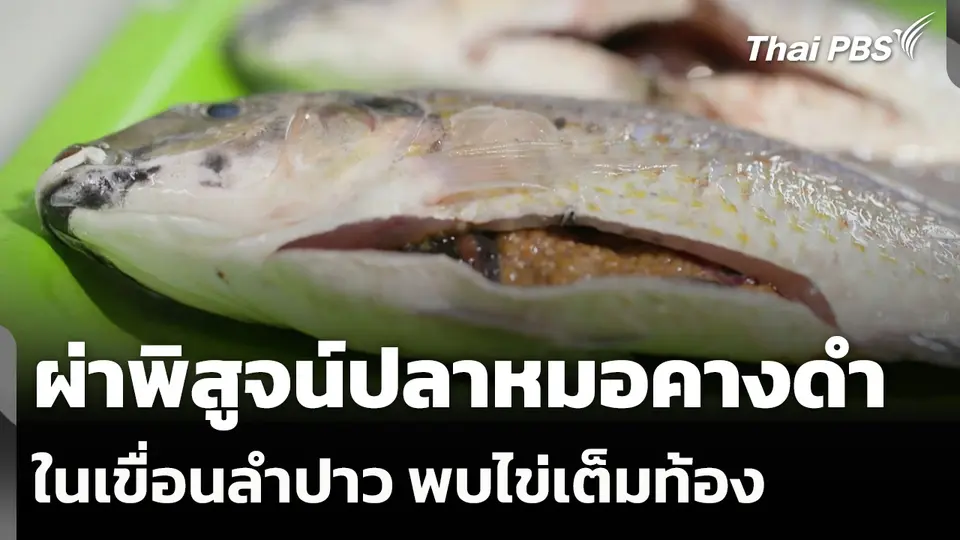 ผ่าพิสูจน์ปลาหมอคางดำในเขื่อนลำปาว พบไข่เต็มท้อง