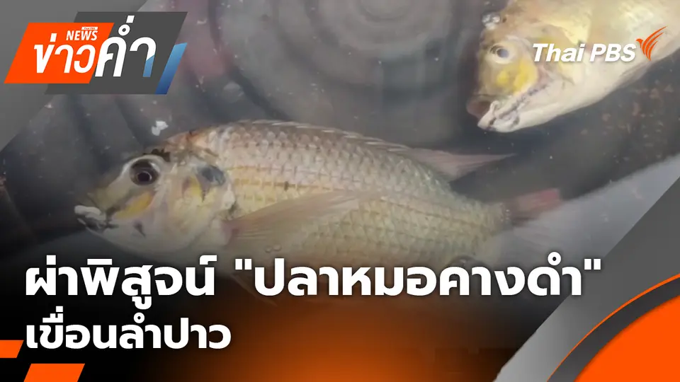 ผ่าพิสูจน์ "ปลาหมอคางดำ" เขื่อนลำปาว