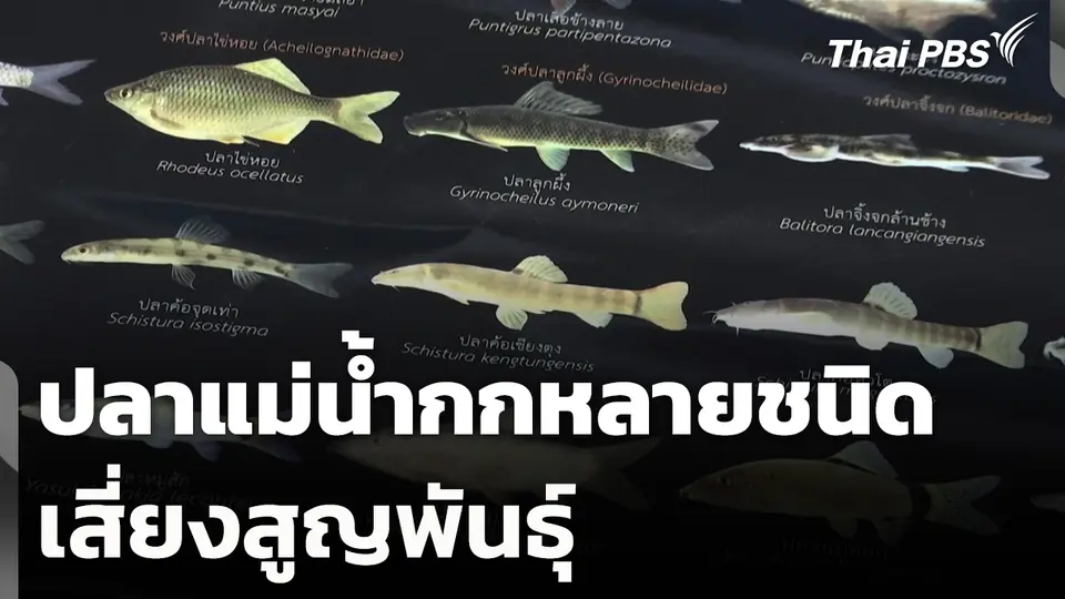 ปลาแม่น้ำกกหลายชนิดเสี่ยงสูญพันธุ์