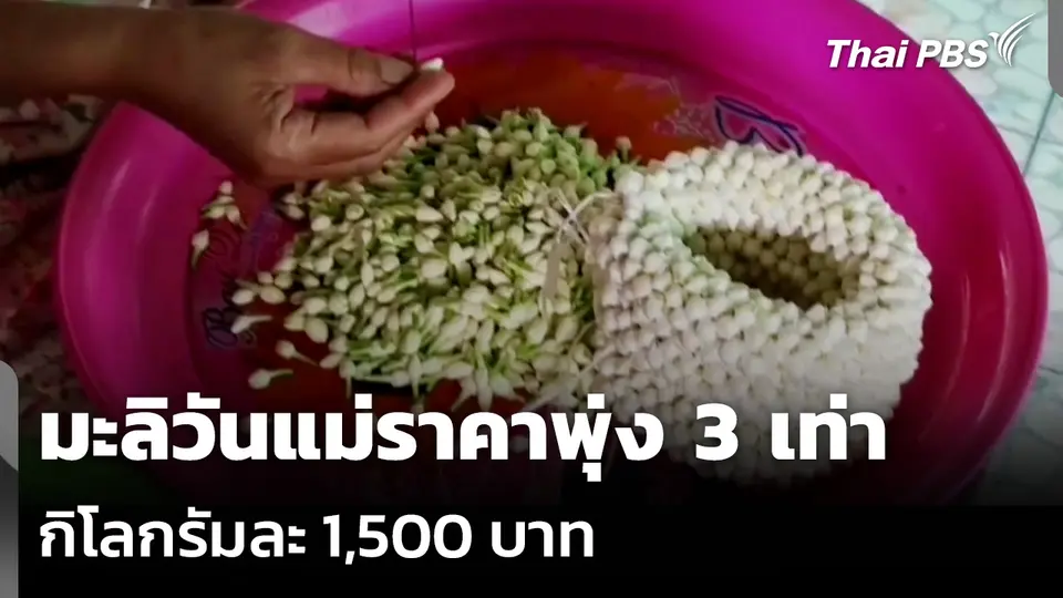 มะลิวันแม่ราคาพุ่ง 3 เท่า กิโลกรัมละ 1,500 บาท