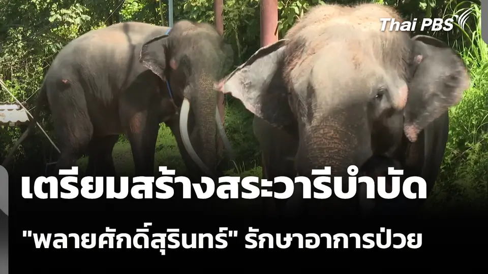 เตรียมสร้างสระวารีบำบัด "พลายศักดิ์สุรินทร์" รักษาอาการป่วย
