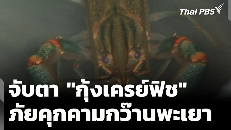 จับตาการระบาด "กุ้งเครย์ฟิช" ภัยคุกคามใหญ่กว๊านพะเยา