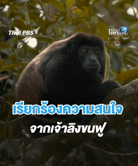 เมื่อคุณ เรียกร้องความสนใจจากลิง