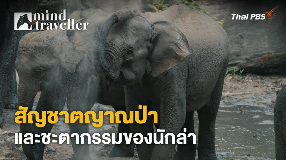 Mind Traveller ชีพจรไพร