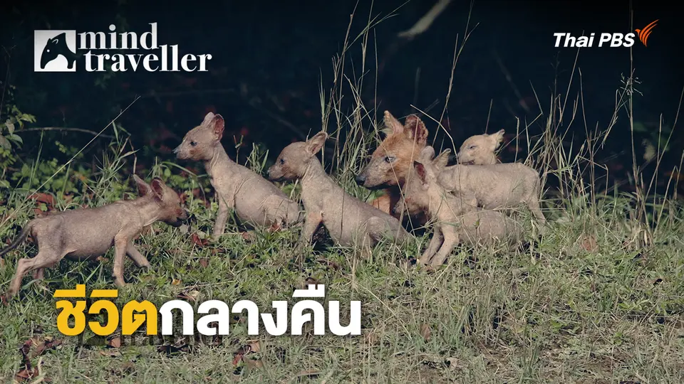 Mind Traveller ชีพจรไพร