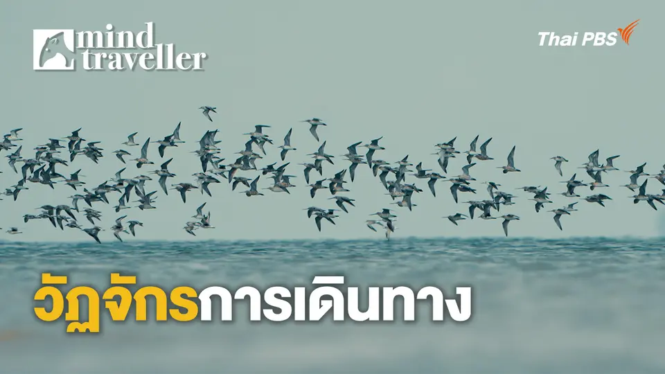 Mind Traveller ชีพจรไพร
