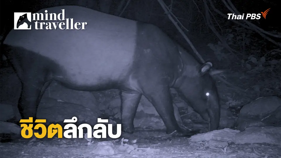 Mind Traveller ชีพจรไพร