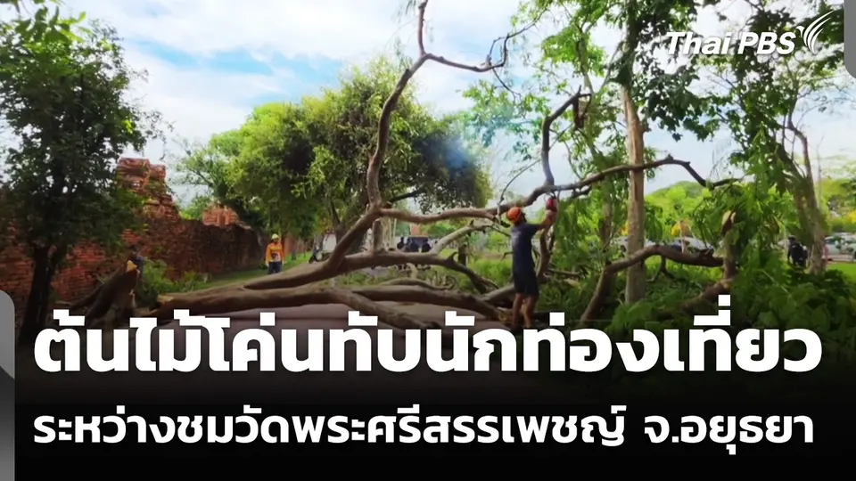 ต้นหางนกยูงยักษ์ โค่นทับนักท่องเที่ยว ระหว่างชมวัดพระศรีสรรเพชญ์ จ.อยุธยา