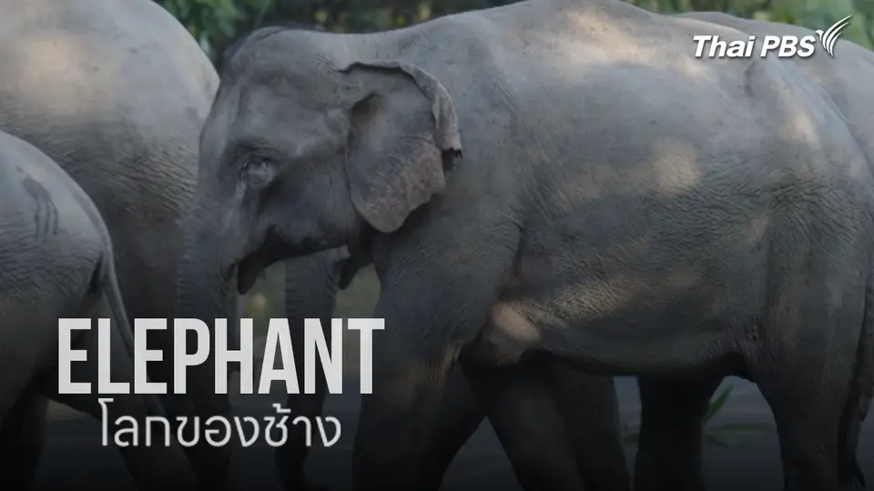Thai PBS Documentary