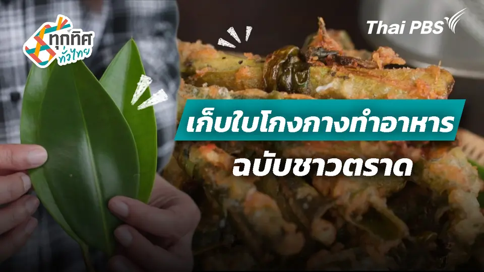 เก็บใบโกงกางทำอาหารฉบับชาวตราด