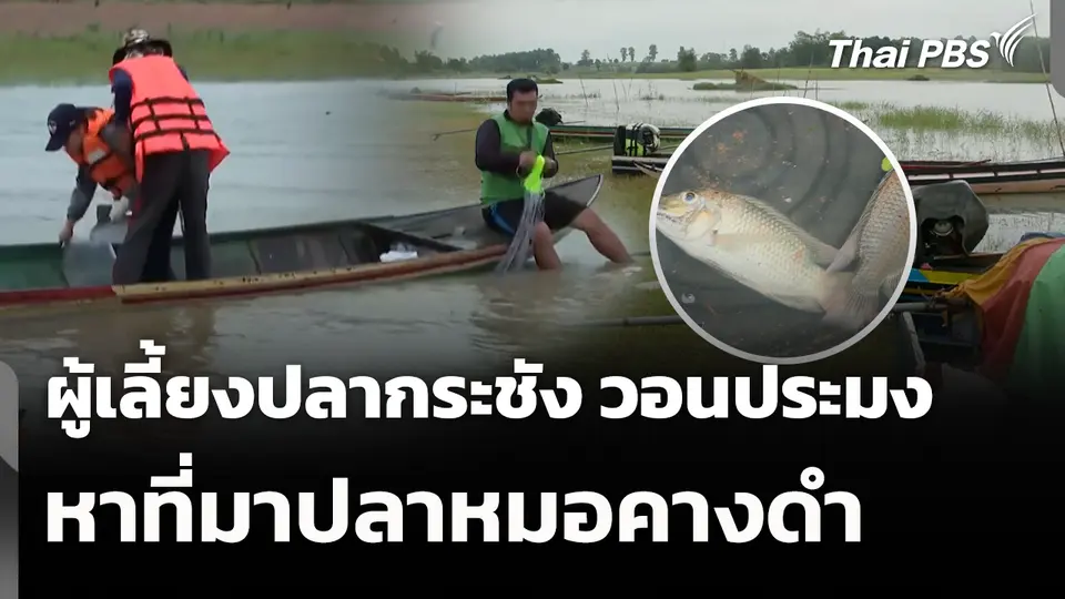 ผู้เลี้ยงปลากระชัง วอนประมงหาที่มาปลาหมอคางดำ