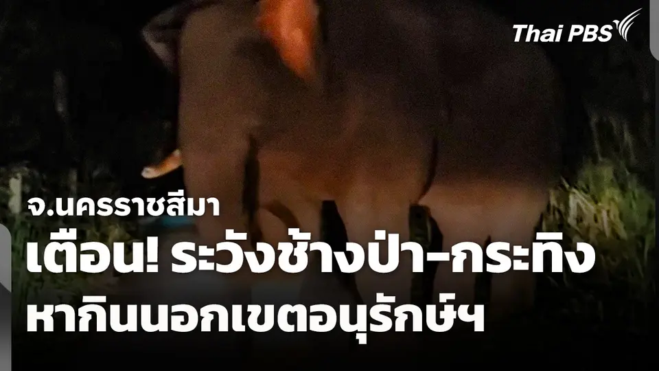 เตือน! ระวังช้างป่า-กระทิง หากินนอกเขตอนุรักษ์ฯ จ.นครราชสีมา