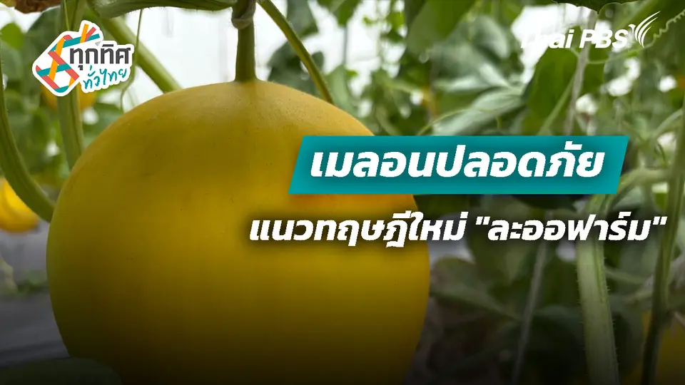 เมลอนปลอดภัยแนวทฤษฎีใหม่ "ละออฟาร์ม"