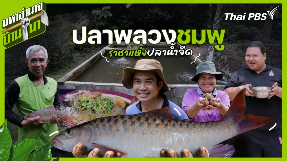 ปลาพลวงชมพู ราชาแห่งปลาน้ำจืด