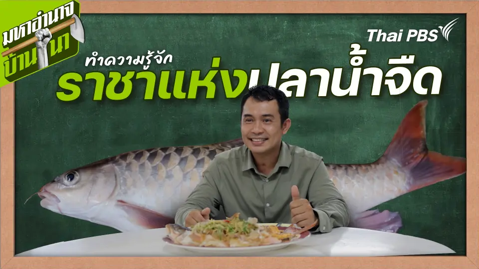 สูตรลับฉบับบ้านนา : ทำความรู้จักราชาแห่งปลาน้ำจืด