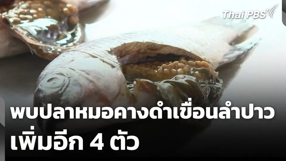 พบปลาหมอคางดำเขื่อนลำปาว เพิ่มอีก 4 ตัว
