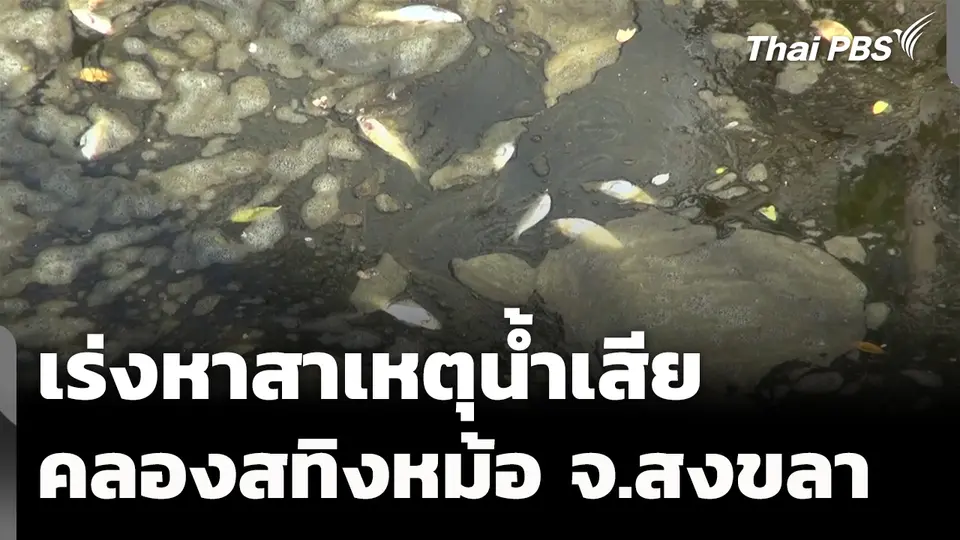 เร่งตรวจสอบสาเหตุน้ำเสียคลองสทิงหม้อ จ.สงขลา