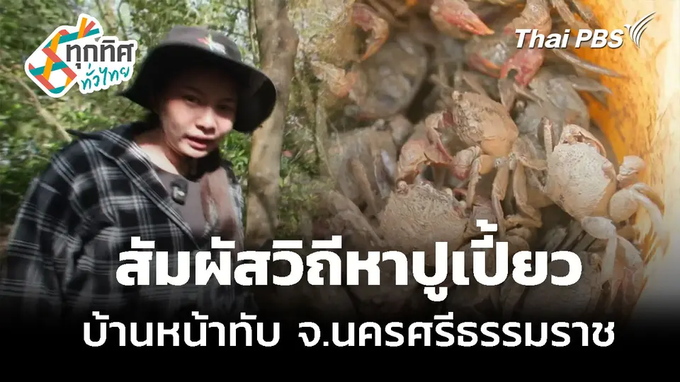 สัมผัสวิถีหาปูเปี้ยวบ้านหน้าทับ จ.นครศรีธรรมราช
