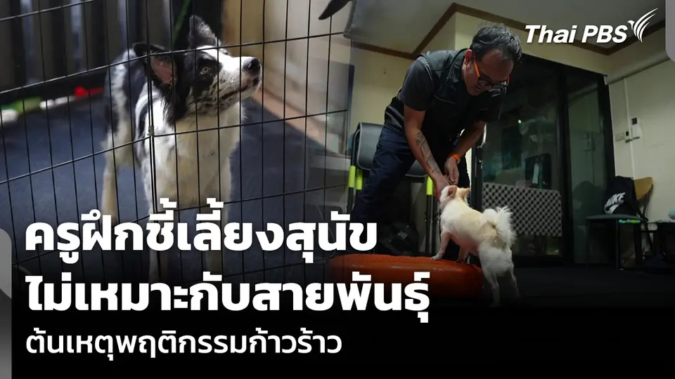 ครูฝึกชี้เลี้ยงสุนัขไม่เหมาะกับสายพันธุ์ ต้นเหตุพฤติกรรมก้าวร้าว
