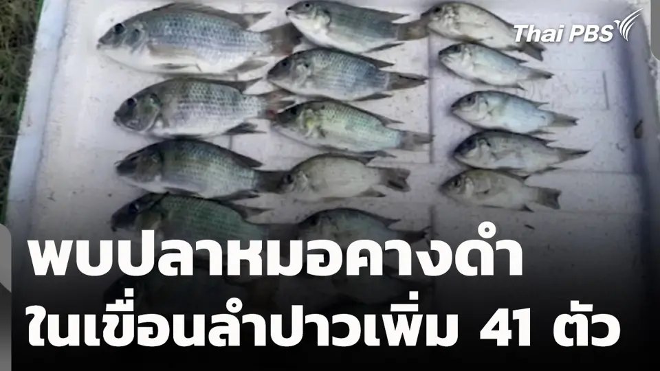 พบปลาหมอคางดำในเขื่อนลำปาวเพิ่ม 41 ตัว