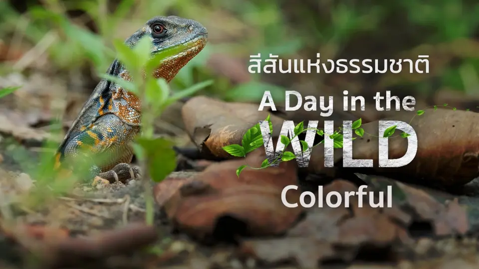 A Day in the WILD