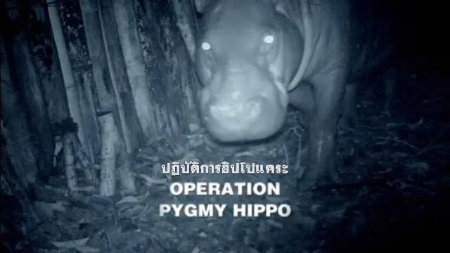 สารคดี ปฏิบัติการฮิปโปแคระ