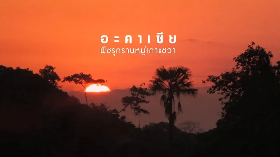 สารคดี อะคาเซีย พืชรุกรานหมู่เกาะชวา