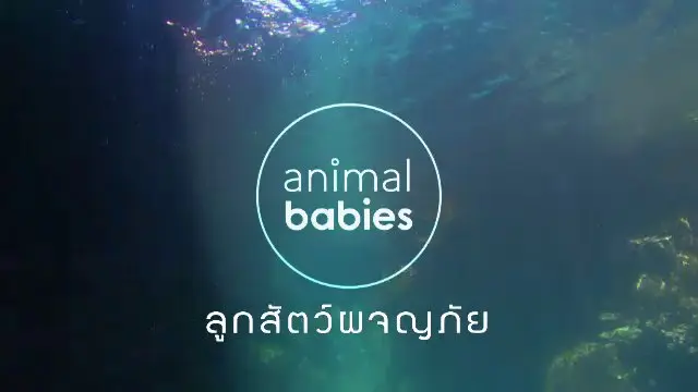 สารคดี ลูกสัตว์ผจญภัย