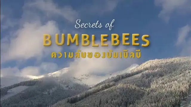 สารคดี ความลับของบัมเบิลบี
