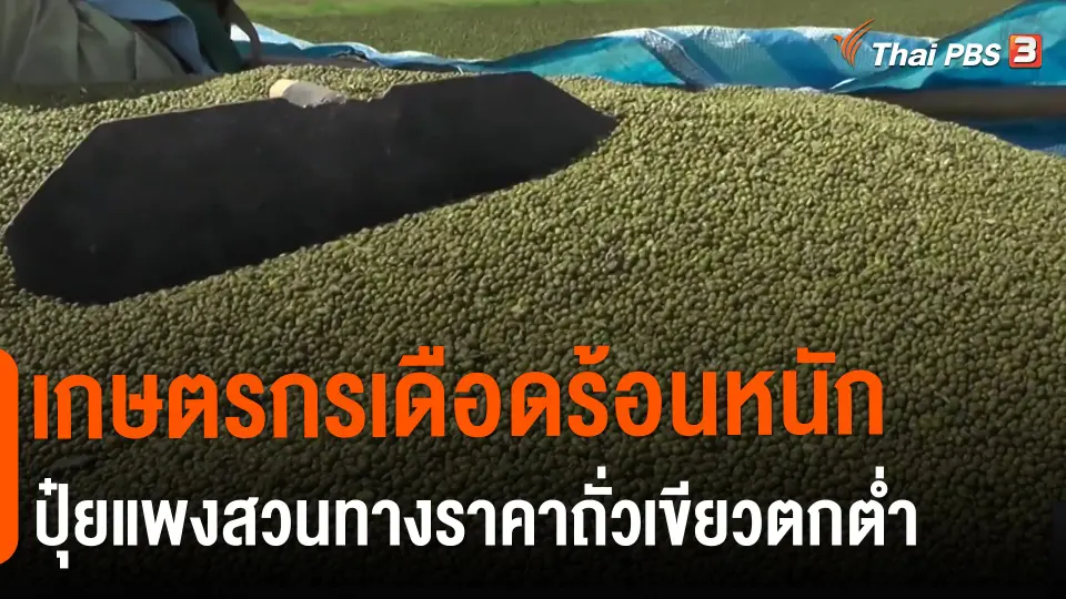 เกษตรกรเดือดร้อนหนักปุ๋ยแพงสวนทางราคาถั่วเขียวตกต่ำ