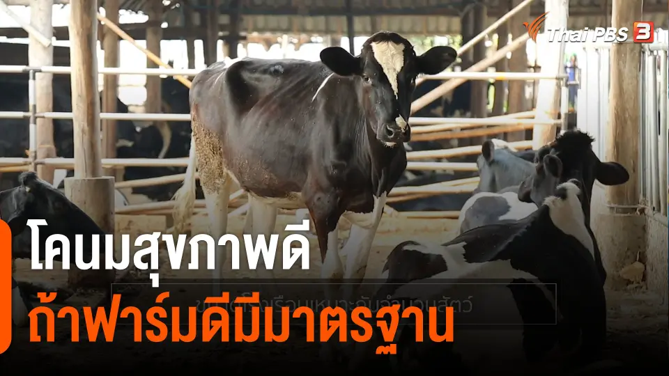 ดอกผลของความยั่งยืน : โคนมสุขภาพดี ถ้าฟาร์มดีมีมาตรฐาน