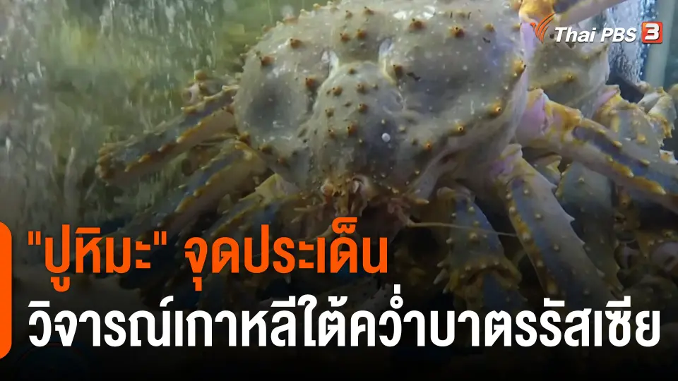 "ปูหิมะ" จุดประเด็นวิจารณ์เกาหลีใต้คว่ำบาตรรัสเซีย