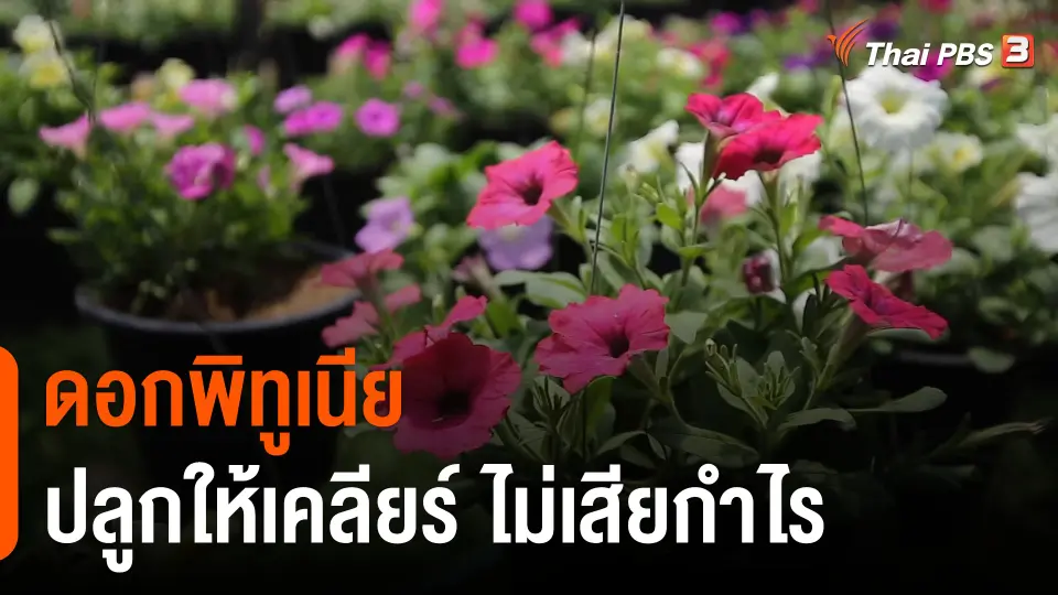 ดอกผลของความยั่งยืน : "ดอกพิทูเนีย" ปลูกให้เคลียร์ ไม่เสียกำไร