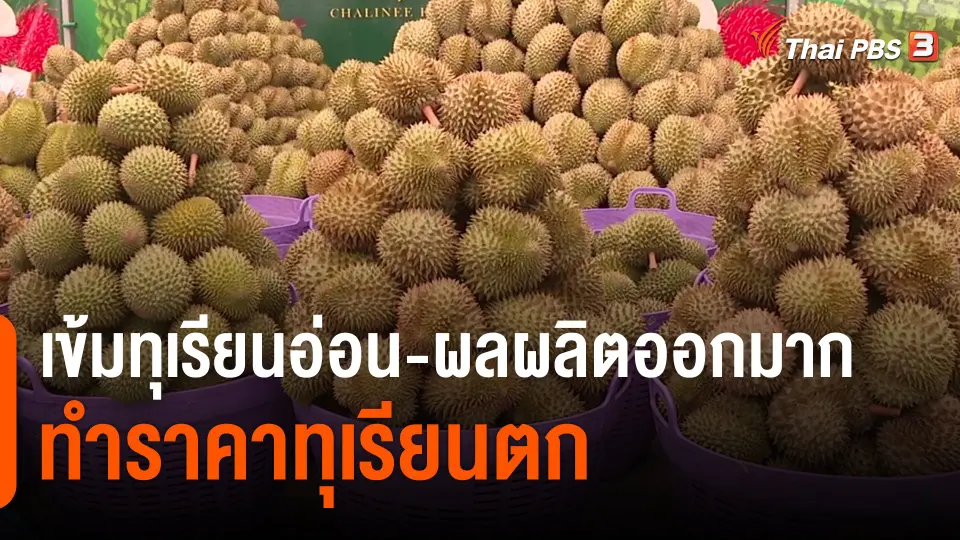 ​กินอยู่รู้รอบ : เข้มทุเรียนอ่อน-ผลผลิตออกมากทำราคาทุเรียนตก