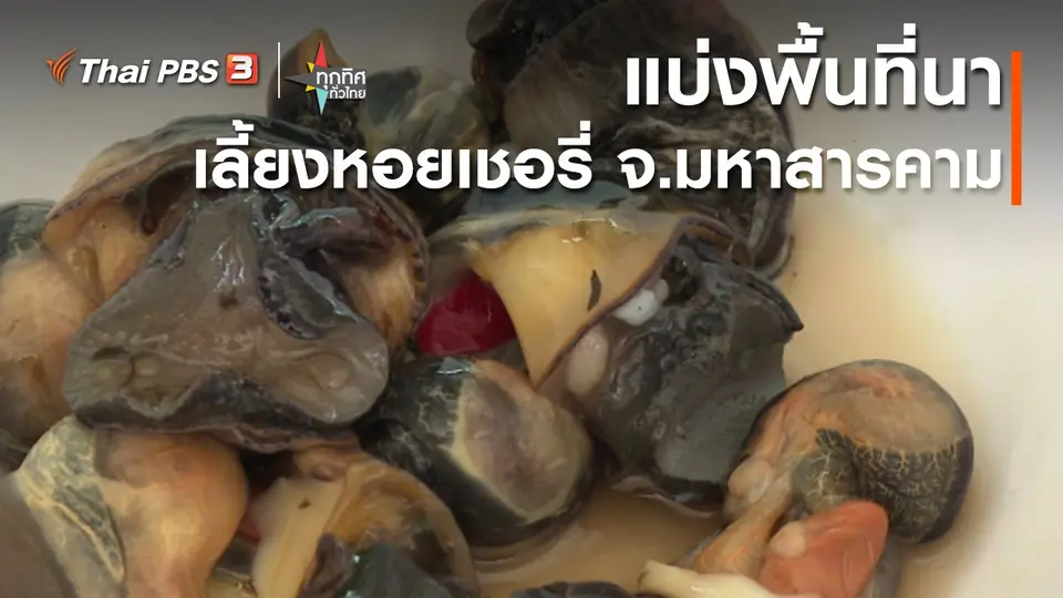 อาชีพทั่วไทย : แบ่งพื้นที่นาเลี้ยงหอยเชอรี่ จ.มหาสารคาม
