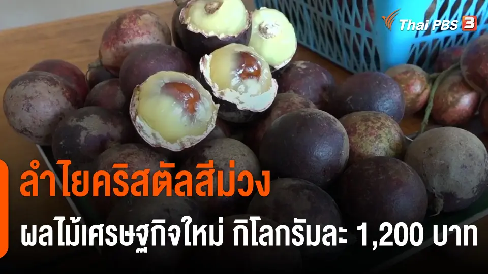กินอยู่รู้รอบ : ลำไยคริสตัลสีม่วง ผลไม้เศรษฐกิจใหม่ กิโลกรัมละ 1,200 บาท