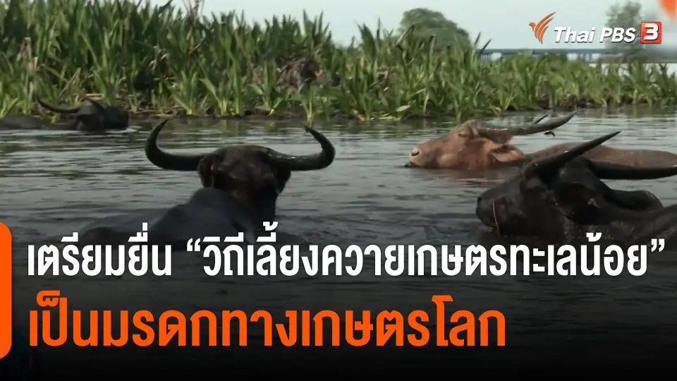 เตรียมยื่น "วิถีเลี้ยงควายเกษตรทะเลน้อย" เป็นมรดกทางเกษตรโลก