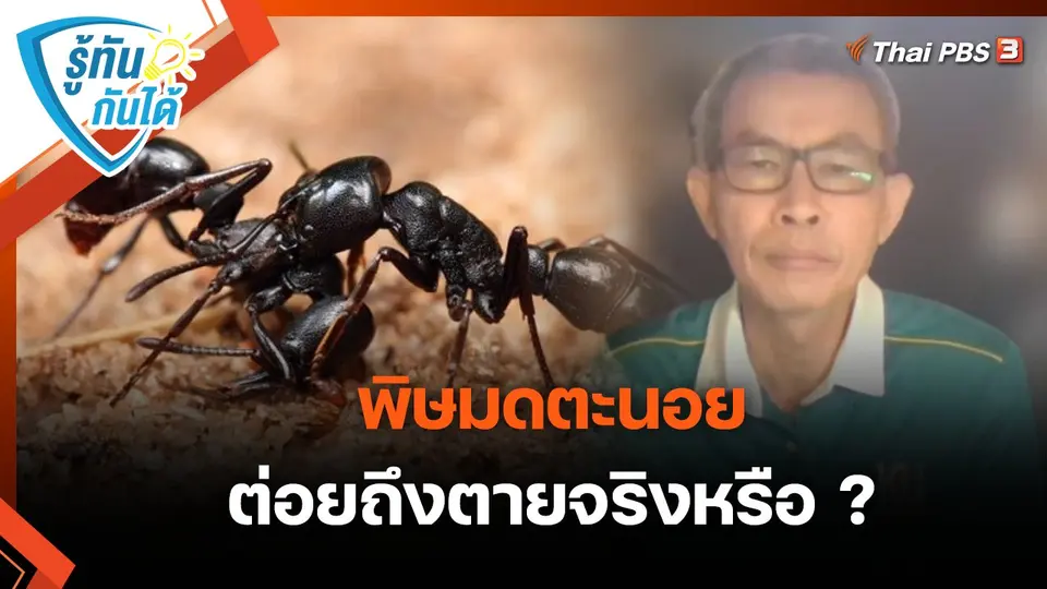 รู้ทันกันได้ : พิษมดตะนอย ต่อยถึงตายจริงหรือ ?