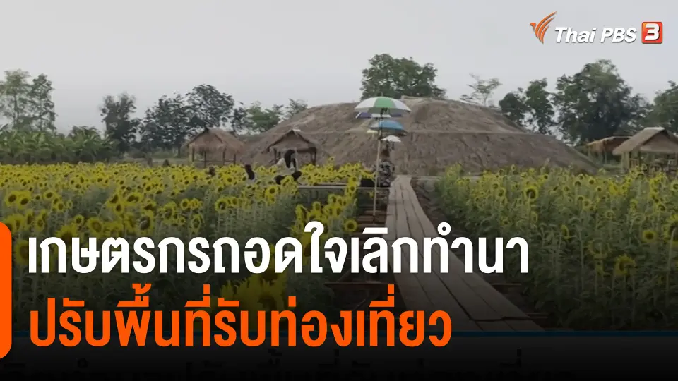 กินอยู่รู้รอบ : เกษตรกรถอดใจเลิกทำนา ปรับพื้นที่ปลูกทานตะวัน - สวนผสมผสานรับท่องเที่ยว