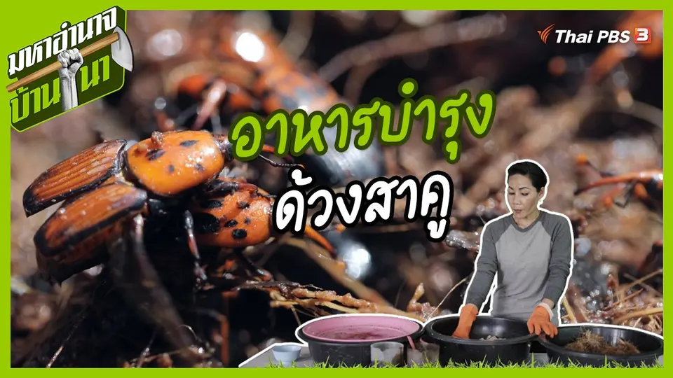 สูตรลับฉบับบ้านนา : อาหารบำรุงด้วงสาคู