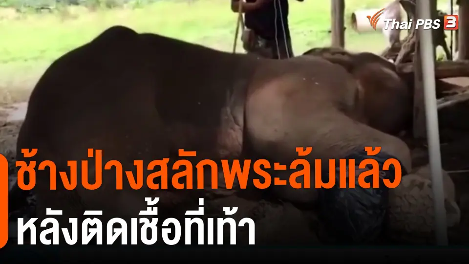 ​ช้างป่างสลักพระล้มแล้วหลังติดเชื้อที่เท้า