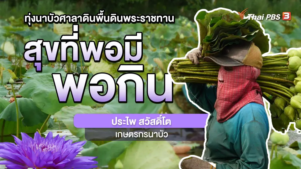 ​พอดีพอเพียง : “นาบัว” พื้นดินพระราชทาน สร้างรายได้เลี้ยงครอบครัว