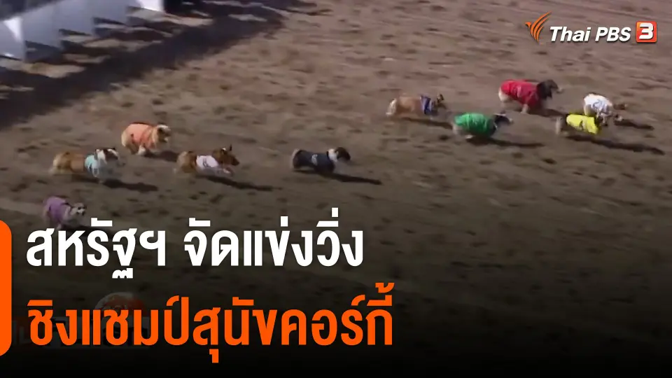 สหรัฐฯ จัดแข่งวิ่งชิงแชมป์สุนัขคอร์กี้