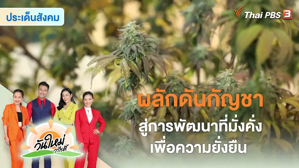 ประเด็นสังคม : ผลักดันกัญชาสู่การพัฒนาที่มั่งคั่งเพื่อความยั่งยืน
